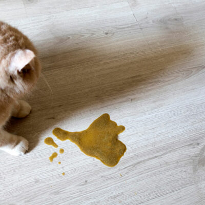 5 Effective Ways to Treat Food Toxicity in Cats and Dogs