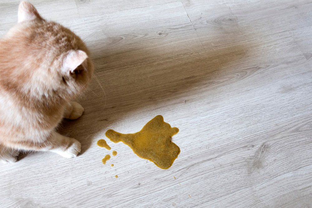 5 Effective Ways to Treat Food Toxicity in Cats and Dogs