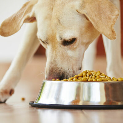Food Allergies in Dogs &#8211; Common Causes and Symptoms