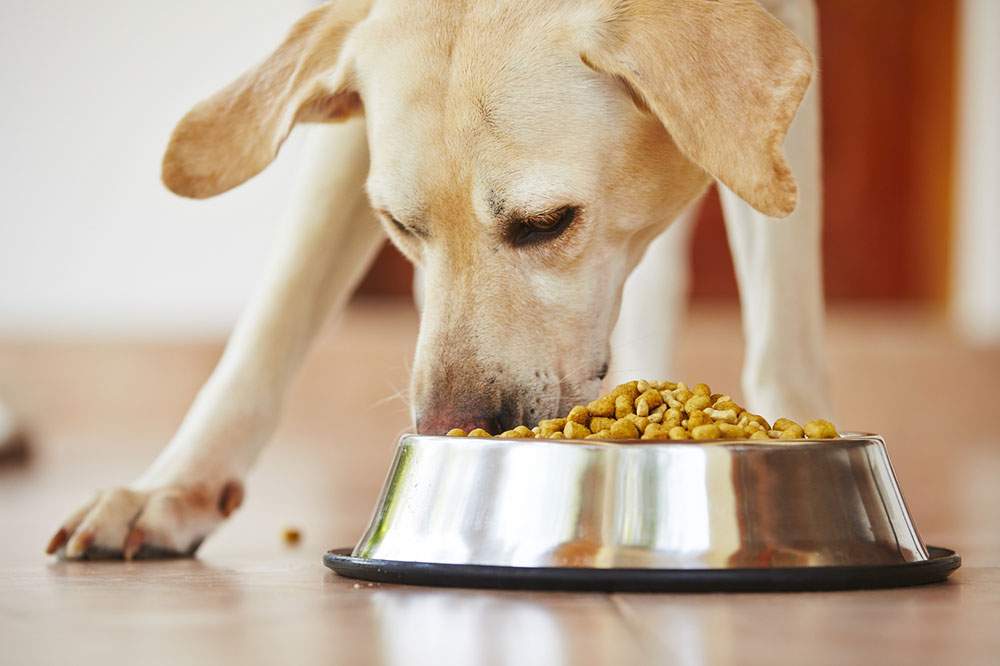 Food Allergies in Dogs &#8211; Common Causes and Symptoms