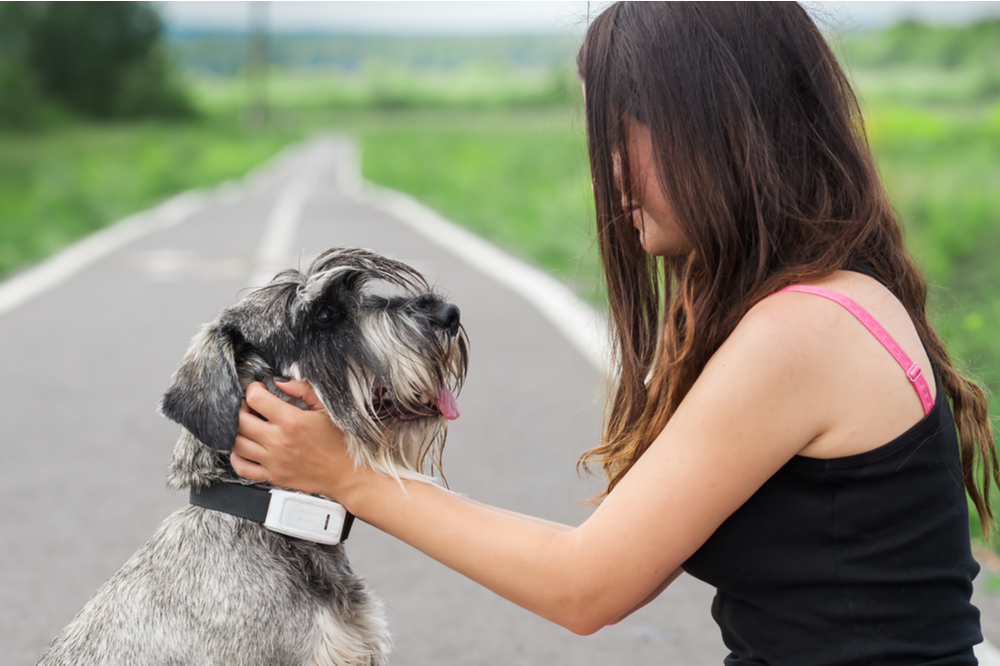 7 Smart Tech Devices for Pets