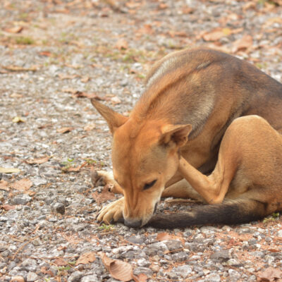 10 Ways Dogs Try to Communicate