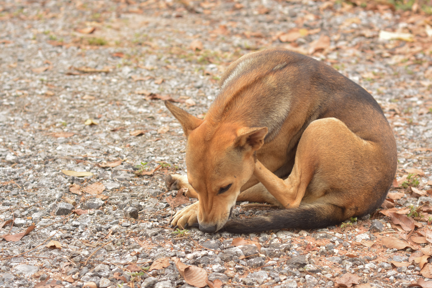 10 Ways Dogs Try to Communicate